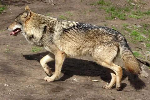 Common wolf walking on the ground Stock Photos