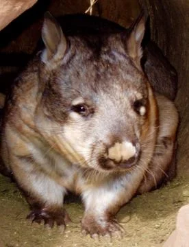 Common wombat in burrow close Stock Photos