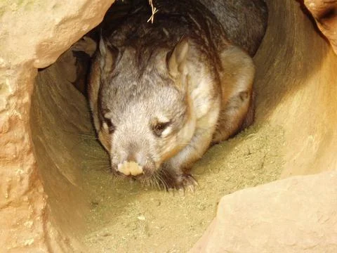 Common wombat in burrow Stock Photos