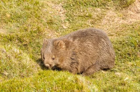 Common wombat - Cradle Mountain Stock Photos