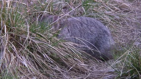 Common Wombat eat behind high grass Stock Footage 71274646