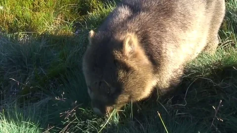 Common Wombat eat grass on the mountain plains Stock Footage 71274692