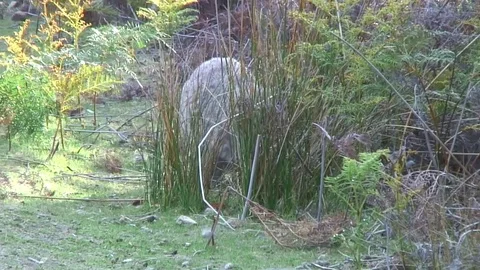 Common Wombat eat hidden behind high grass Stock Footage 71274376