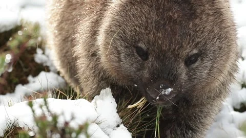Common wombat eating grass  in winter snow. Stock Footage 311970414