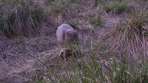 Common Wombat eating on high grass Stock Footage 71274430