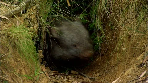 Common Wombat emerging from burrow and walking on leafy ground Video stock 95598826