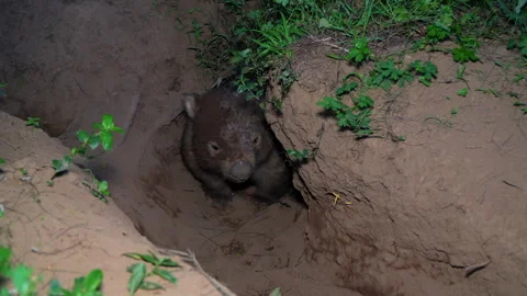 Common Wombat at the entry of the burrow, dusk Stock Footage 330014041