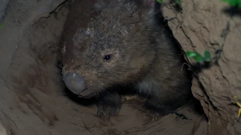 Common Wombat at the entry of the burrow, leaves the burrow Stock Footage 330014479
