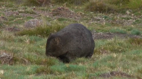 Common Wombat foraging on the mountain plains Stock Footage 71274747