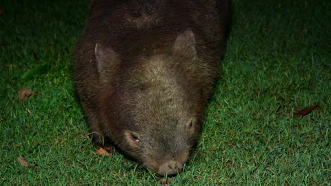 Common Wombat grazing at night, close up, front view Stock Footage 330018719