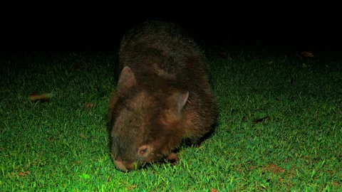 Common Wombat grazing at night, medium, front view Stock Footage 330019143