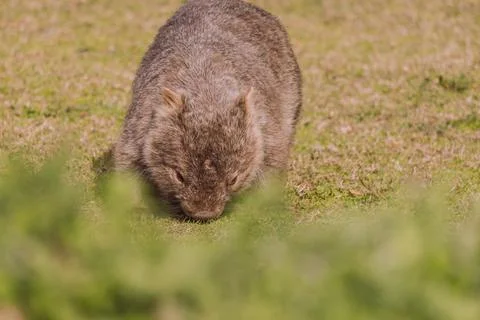 Common wombat, Kangaroo valley, NSW, Australia Stock Photos