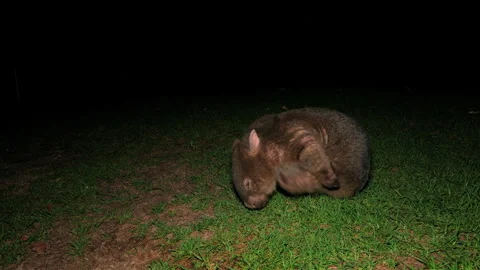 Common Wombat at night, scratching, wide, front view Stock Footage 330019226