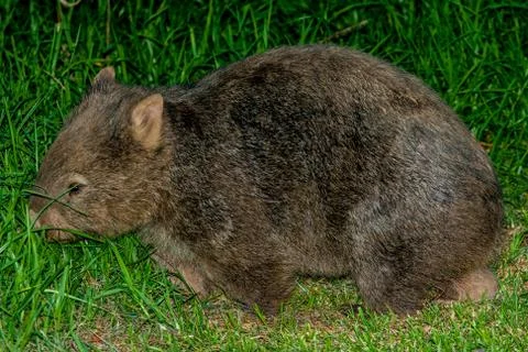 Common Wombat Stock Photos