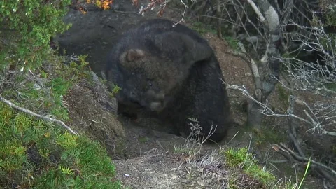 Common Wombat scratch back and walk on mountain path Stock Footage 71274488