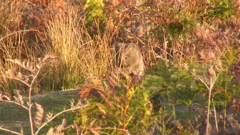 Common Wombat sit and looking behind tall grass in bush on a sunny day NT Stock Footage 71274491