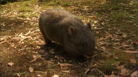 Common Wombat walking on leafy ground Video stock 95598763