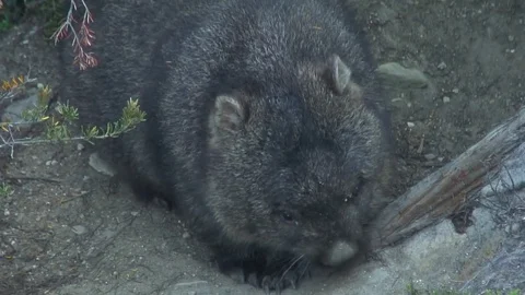Common Wombat yawn and scratch back Stock Footage 71274547