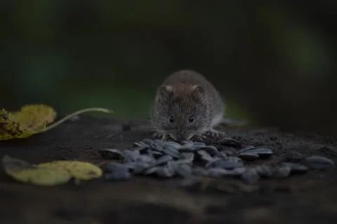 Common wood mouse Stock Photos