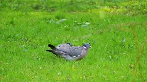 Common wood pigeon 스톡 동영상 62808583
