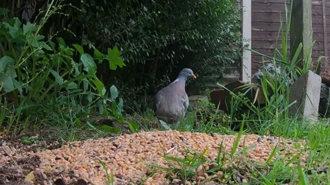 Common wood pigeon Stock Footage 142174281