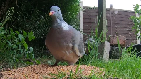 Common wood pigeon Stock Footage 142174644