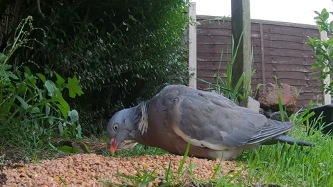 Common wood pigeon Stock Footage 142174783