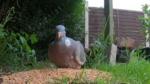 Common wood pigeon Stock Footage 142174829