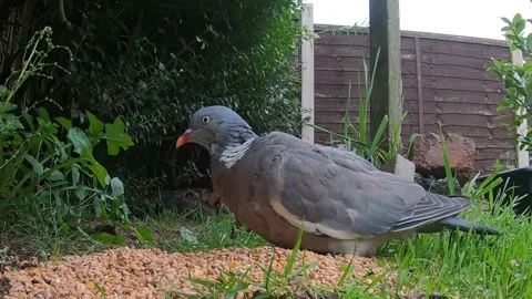 Common wood pigeon Stock Footage 142174896