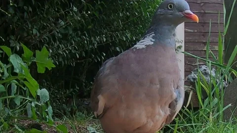 Common wood pigeon Stock Footage 142174899