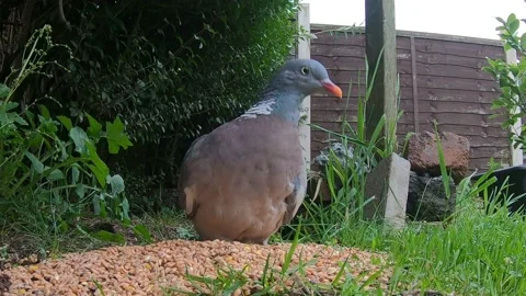 Common wood pigeon Stock Footage 142174929