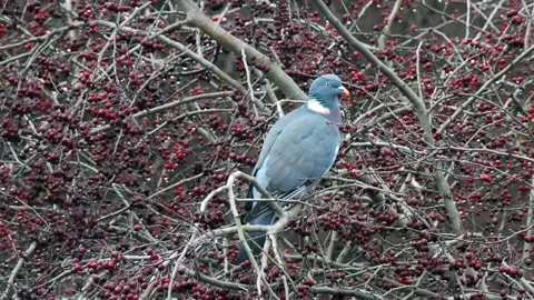 Common Wood Pigeon Stock Footage 326464271