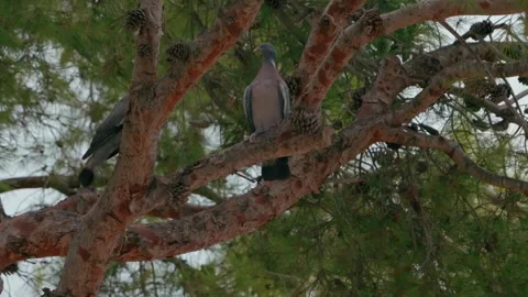 Common wood pigeon perched on a pine tree branch Stock Footage 344058279
