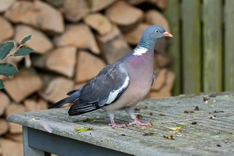 A common wood pigeon standing on a rustic wooden table Stock Photos