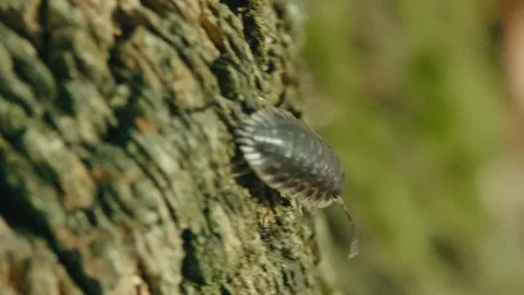 Common Woodlouse Crawling on Tree Bark Macro – Germany NRW Stock Footage 336210860