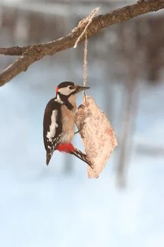 The common woodpecker bird eats a piece of meat. Stock Photos