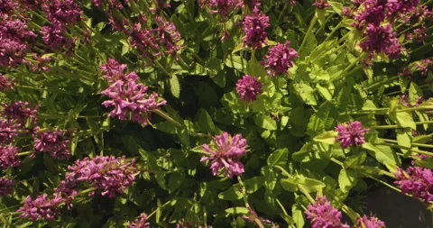 Common wool carder bee flying among flowers Stock Footage 273830494