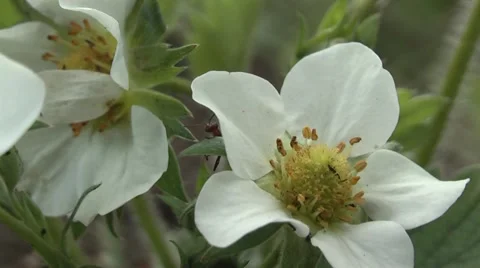 Common worker ant looking for food in a flower.Shallow dof, Stock Footage 5297811