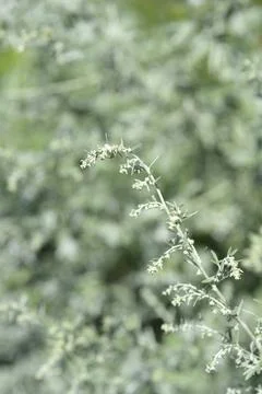 Common wormwood Stock Photos