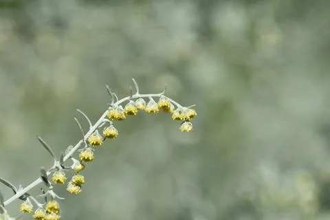 Common wormwood Stock Photos
