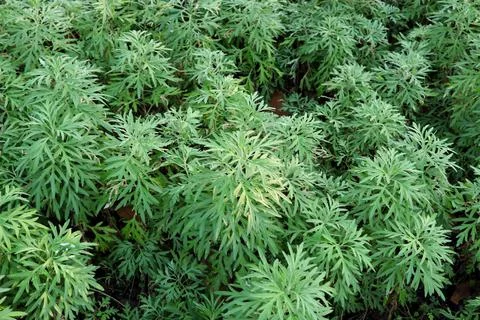 Common wormwood tree. Stock Photos