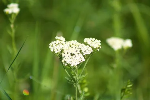 Common yarrow in bloom closeup view with green selective focus in background Stock Photos