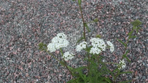 Common yarrow flower Stock Footage 247017244