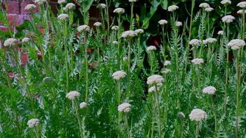 Common yarrow Stock Footage 314059117