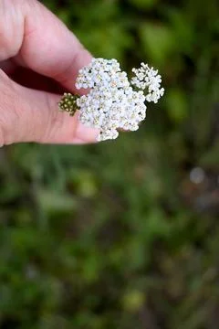 Common Yarrow in Hand, Wildflower Close-Up with Copy Space Photos