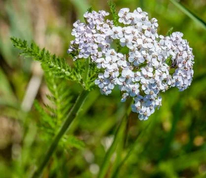 Common Yarrow 스톡 사진