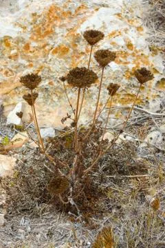 Common yarrow Stock Photos