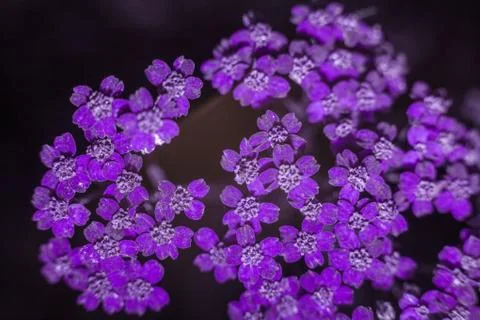Common yarrow Stock Photos