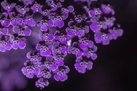 Common yarrow Stock Photos