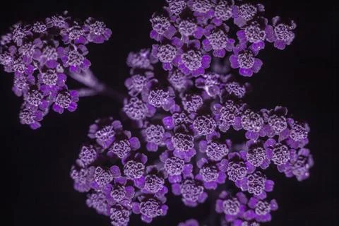 Common yarrow Stock Photos